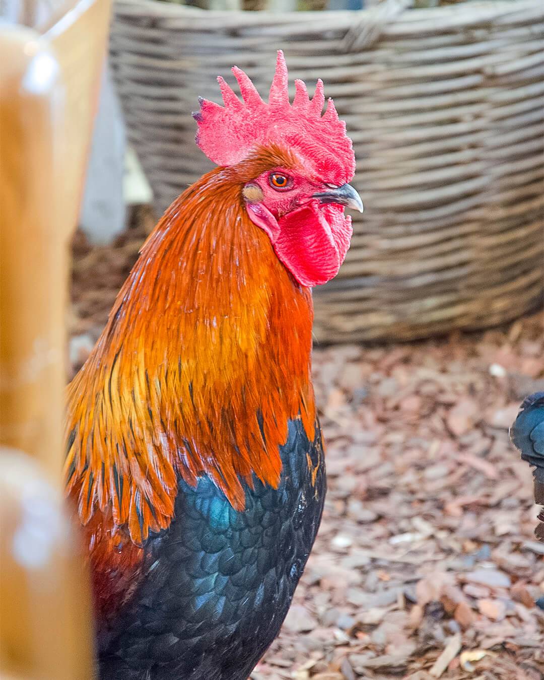 frasca-gallo