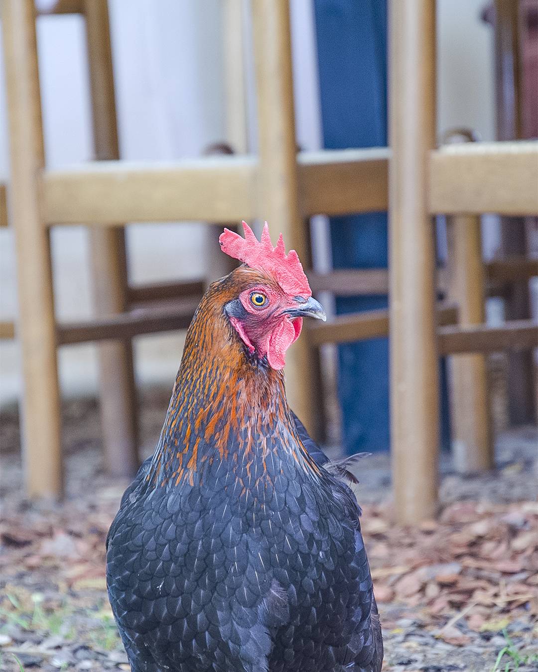 frasca-gallina