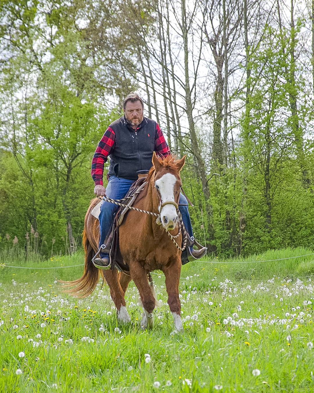 Frasca-cavallo
